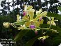 Vanda ustii